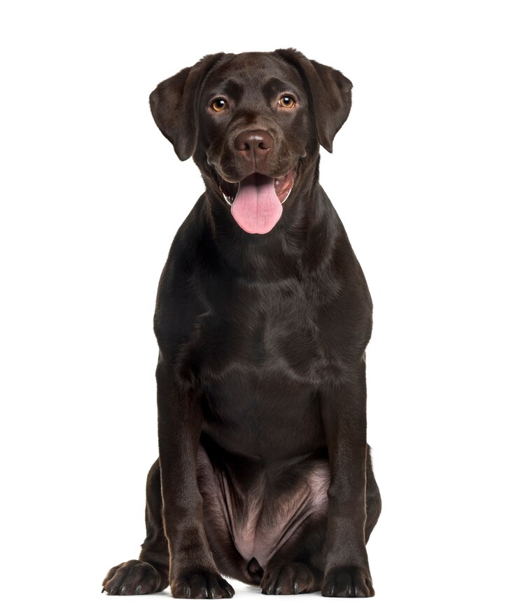Zdjęcie labrador przed białą ścianą
