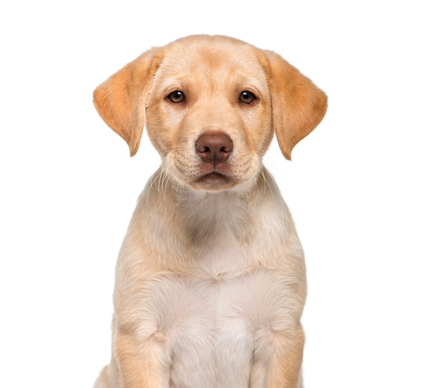Labrador Retriever, 2 miesiące, siedzący na białym tle