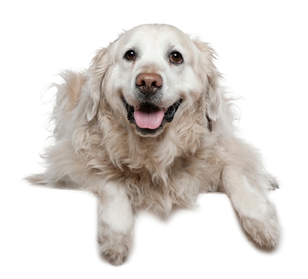Labrador Retriever, 6 i pół roku życia. Portret psa na białym tle