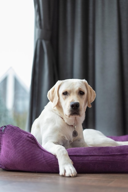 Labrador Retriever 7 Miesięcy Leży Na Fioletowym Leżaku Z Aksamitnej Tkaniny