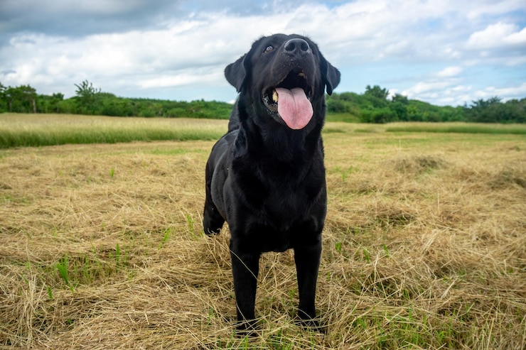 Zdjęcie labrador retriever bawiący się na trawniku