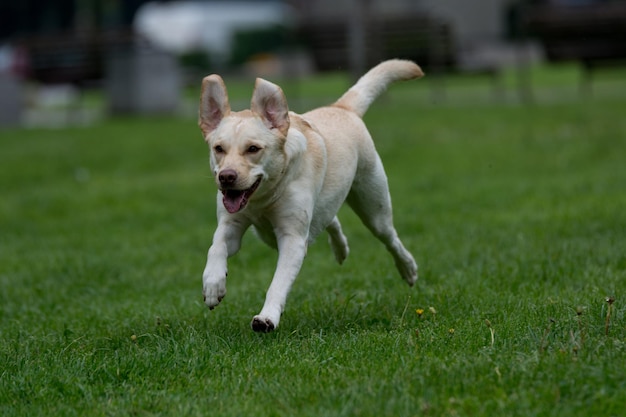 Labrador retriever biegający po trawiastym polu