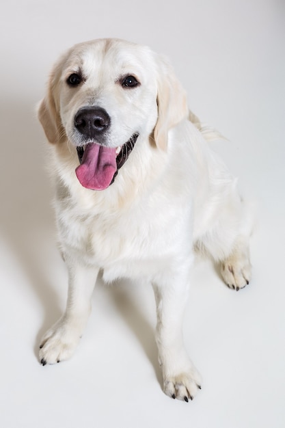 Labrador Retriever Na Białym Tle