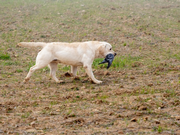 Labrador retriever spacerujący po polu z gołębiem w pysku