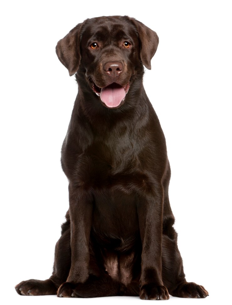 Zdjęcie labrador retriever w wieku 7 miesięcy. portret psa na białym tle