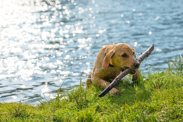 Labrador retriever z wody z kijem w ustach