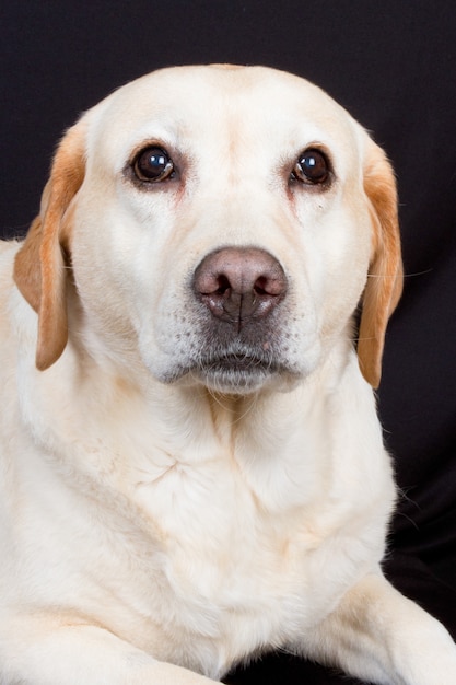 Zdjęcie labrador, retriever