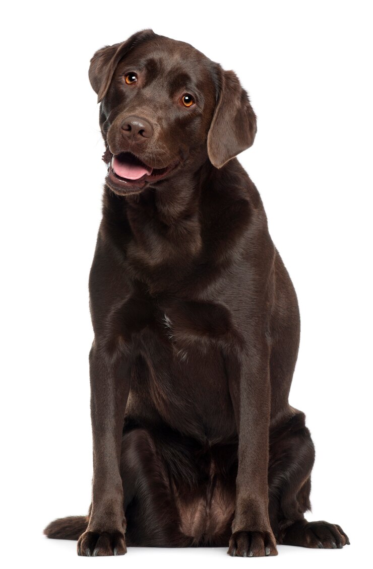 Zdjęcie labrador z 2 lat. portret psa na białym tle
