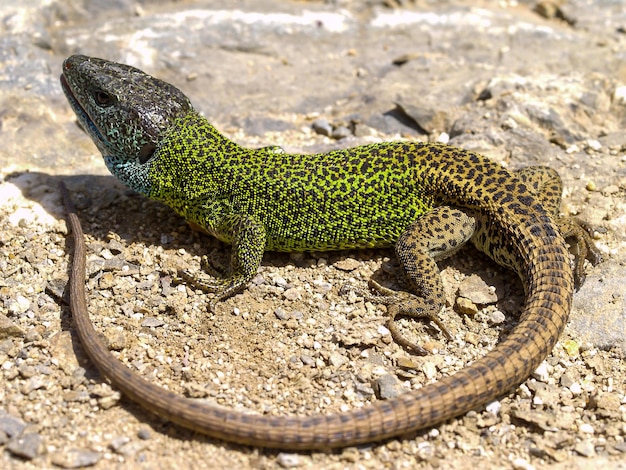 Lacerta schreiberi, zielona jaszczurka schreibera, iberyjska szmaragdowa jaszczurka w hiszpanii