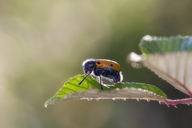 Lachnaia sexpunctata