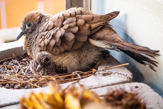 Zdjęcie Łaciate gołębie ptaki wykluwają się