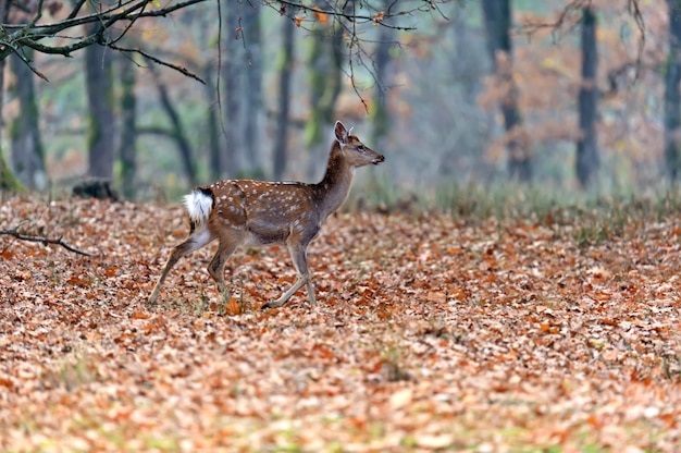 Łaciate jelenie jesienią w przyrodzie