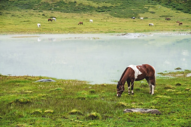 Łaciaty koń na użytkach zielonych w pobliżu górskiego jeziora.