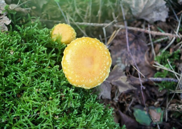 Zdjęcie lactarius torminosus rosnący w trawie w dzikim lesie z zielonym mchem