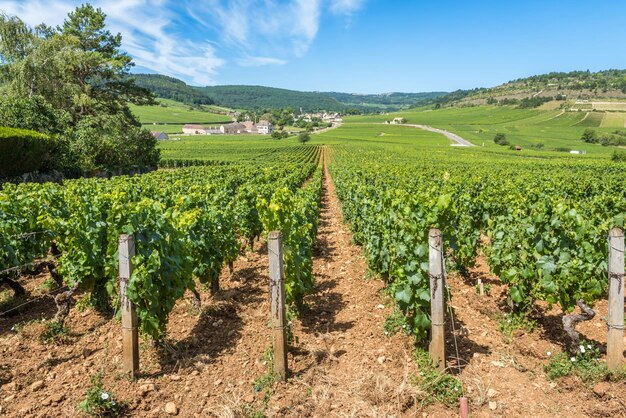 Zdjęcie Łączący się kot na ulicy w meursault burgundy we francji