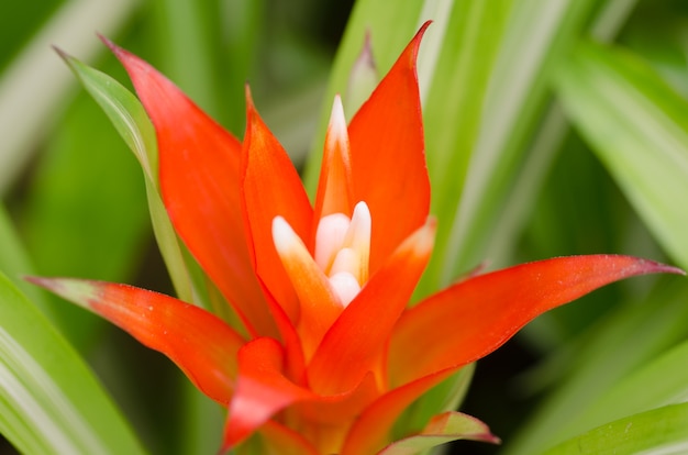 Ładna czerwona liściasta bromeliad roślina