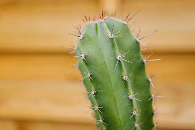 Ładna górna część kaktusa cereus z ostrymi kolcami