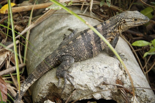 Ładna jaszczurka w Parku Narodowym Manuel Antonio Kostaryka