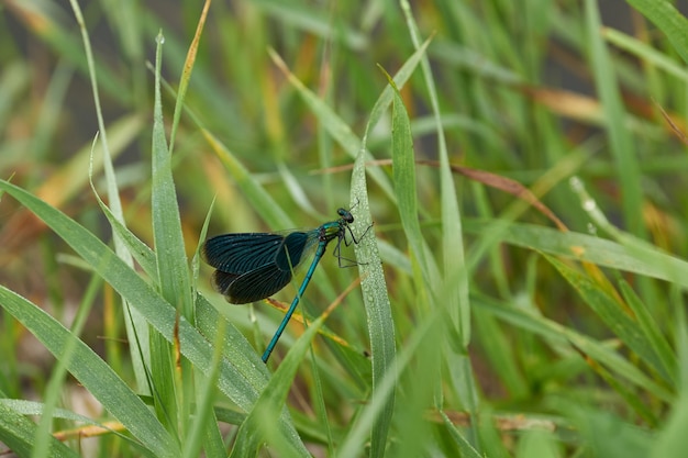 Ładna ważka (łac. Calopteryx virgo) odpoczywająca na turzycy w pobliżu brzegu jeziora.