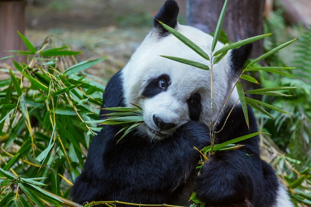 Ładna wielka panda