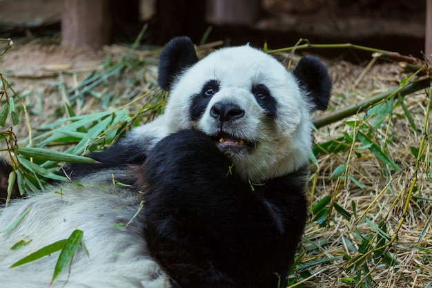 Ładna Wielka Panda