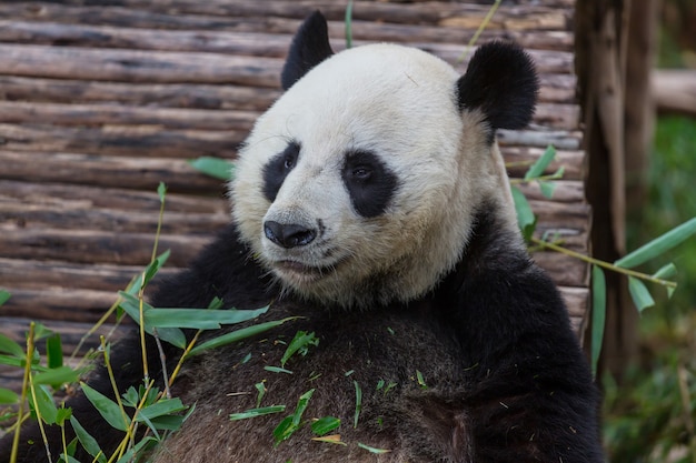 Ładna wielka panda