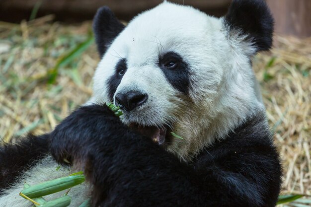 Ładna Wielka Panda