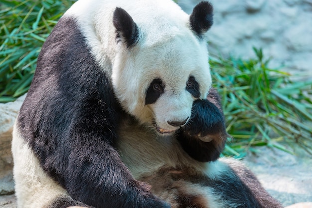 Ładna wielka panda