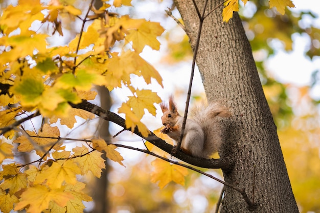 Ładna wiewiórka z dokrętki obsiadaniem na jesieni drzewie