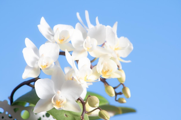 Ładne białe kwiaty storczyka Phalaenopsis (Orchidaceae) z większością pąków otwartych, a niektóre zamknięte, z ładnym błękitnym niebem w tle