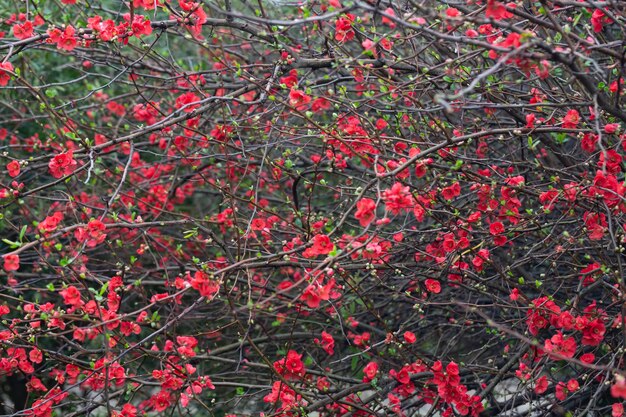 Ładne czerwone kwiaty japońskiej pigwy chaenomeles japonica pokryte kroplami deszczu