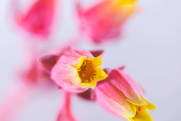 Ładne kwiaty Dudleya cymosa to soczysta roślina należąca do rodziny gruboszowatych