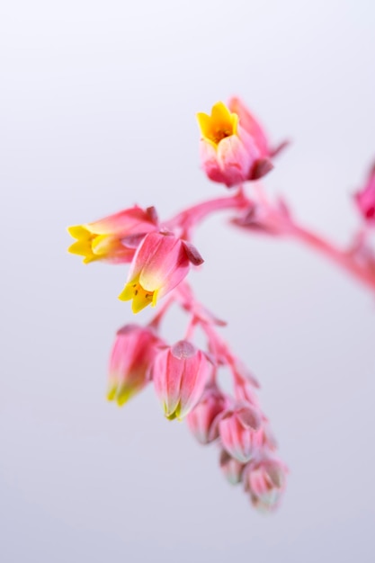 Ładne kwiaty Dudleya cymosa to soczysta roślina należąca do rodziny gruboszowatych