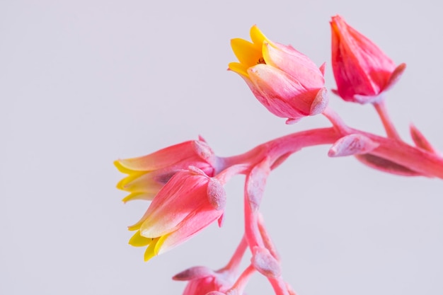 Ładne kwiaty Dudleya cymosa to soczysta roślina należąca do rodziny gruboszowatych