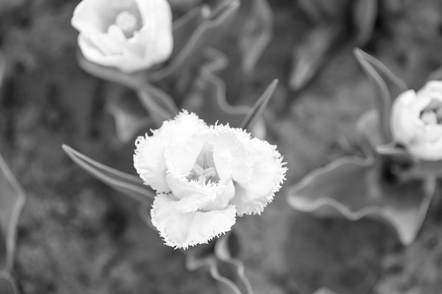 Zdjęcie Ładne na bukiet biały tulipan zbliżenie kwiat lato pole kwiatów ogrodnictwo i florystyka natura piękno i świeżość rosnące tulipany na sprzedaż kwiaty do sklepu tulipan kwitnący wiosną