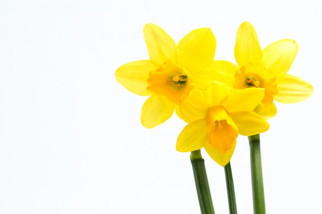 Ładni żółci daffodils z kopii przestrzenią