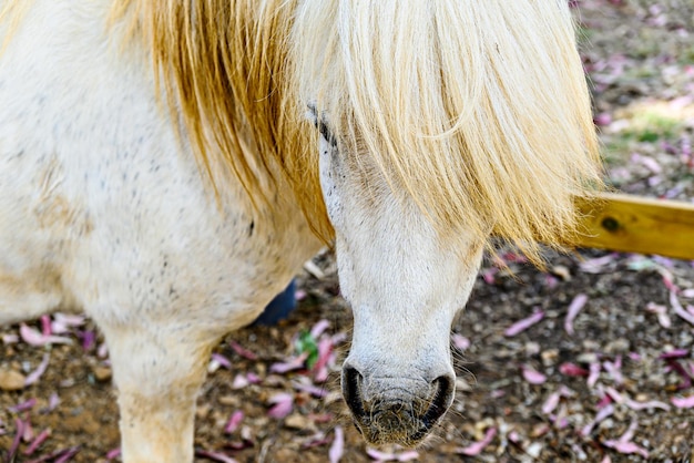 Ładny albino pony z długimi włosami w ogrodzie.