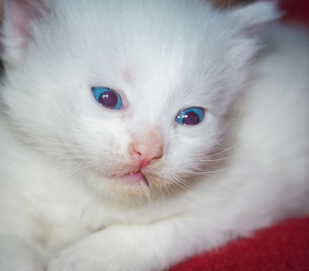 Ładny biały kotek