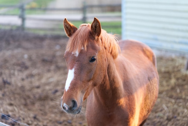 Ładny brązowy koń w stajni zbliżenie w słoneczny dzień