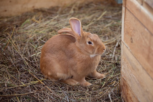 Ładny brązowy królik na słomie suchej trawy