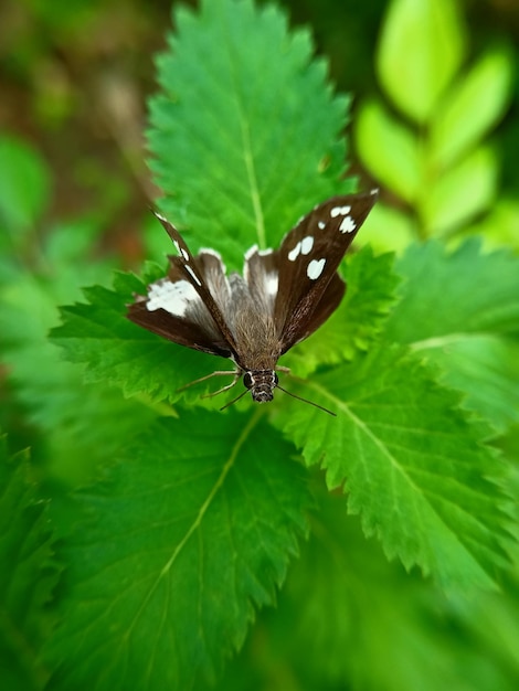 Ładny brązowy motyl na niektórych liściach