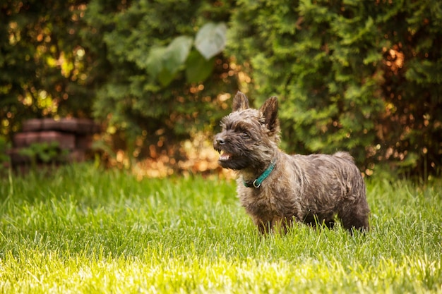 Ładny cairn terrier pies na zielonej trawie w parku w słoneczny dzień. Rasa psa terier