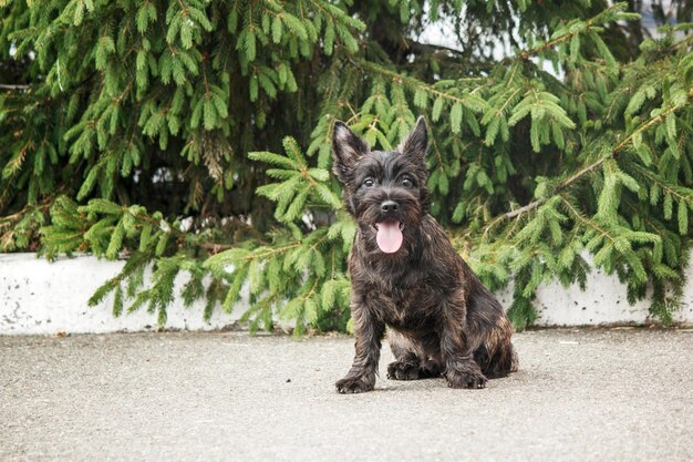 Ładny cairn terrier pies na zielonej trawie w parku w słoneczny dzień. Rasa psa terier