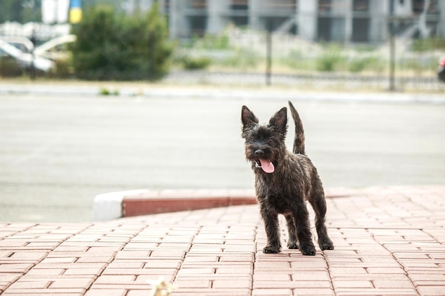 Ładny cairn terrier pies na zielonej trawie w parku w słoneczny dzień. Rasa psa terier