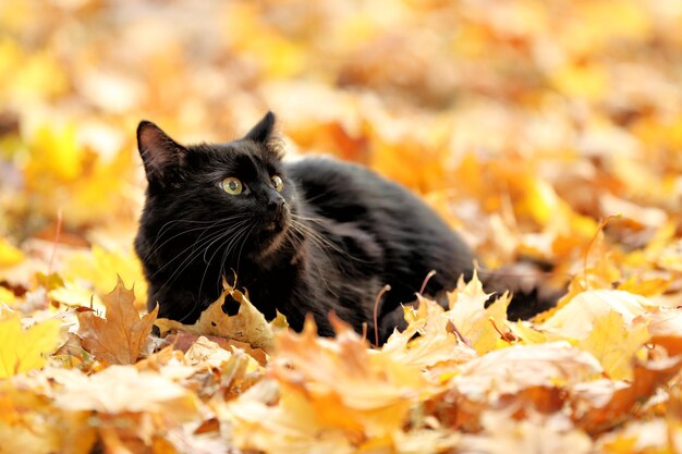 Ładny czarny kot na liściach w jesiennym parku