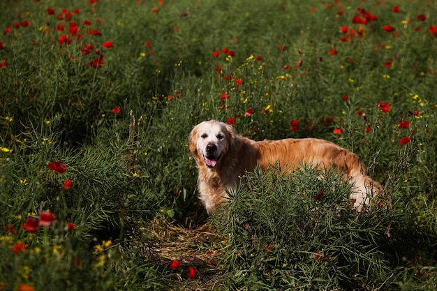 Ładny Golden Retriever W Polu Maku