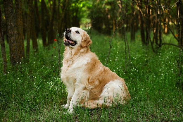 Ładny golden retriever w zielonej trawie