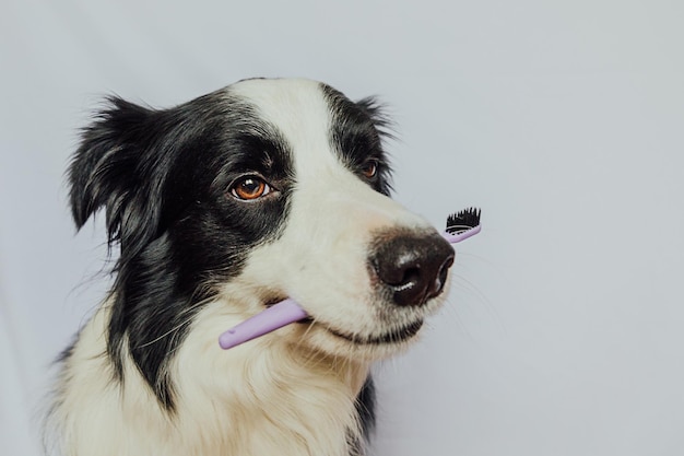 Ładny Inteligentny Zabawny Szczeniak Rasy Border Collie Trzymający Szczoteczkę Do Zębów W Ustach Na Białym Tle Lub