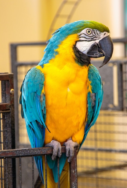 Ładny jasny kolorowy papuga. Widok dzikiej papugi ara.
