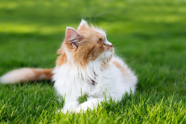 Ładny Kot Perski Siedzi Na Polu Zielonej Trawie